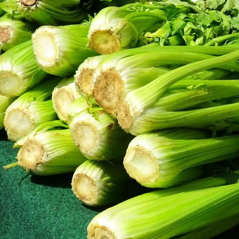 Bunches of celery stalks.